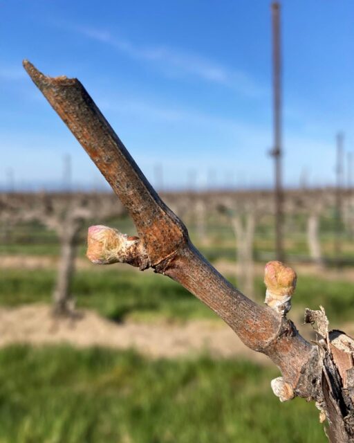 Bud break has arrived at Conner Lee Vineyard! Our Chardonnay and Cab Franc vines have officially pushed new growth and the growing season is underway.🌱☀️

.
.
.

@connerleevineyard 
@lawrencevineyards 
@wa_state_wine