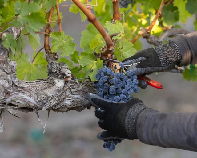 Friday Fun Fact: 100% of our wines come from vineyards we farm ourselves. Control freaks? Maybe. Delicious? Absolutely.