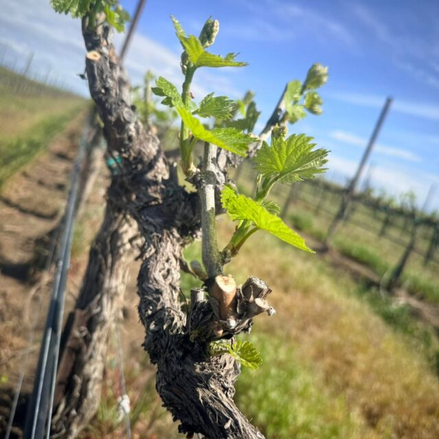 Chardonnay is officially leafing out at Conner Lee — LFG! 🌱😎 #2026vintage