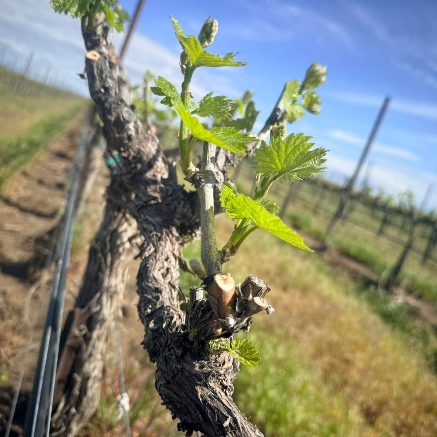 Chardonnay is officially leafing out at Conner Lee — LFG! 🌱😎 #2026vintage