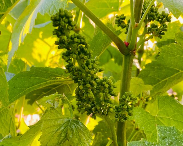 Bloom has begun! This Chardonnay block at @connerleevineyard is just starting to pop. Those tiny clusters might look like baby grapes, but they’re actually flowers — technically called "inflorescence". If you look closely, you can spot the little stamen and pistil on the first blooms. After flowering and pollination comes fruit set, when each tiny bloom has the potential to become a single berry. 🥂 #2026vintage