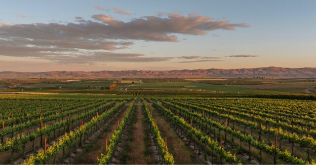 Golden hour on the Royal Slope and @corfucrossingvineyard is showing off!