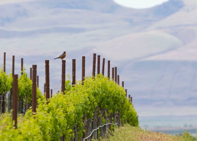 A robin’s-eye view of @corfucrossingvineyard 🥰