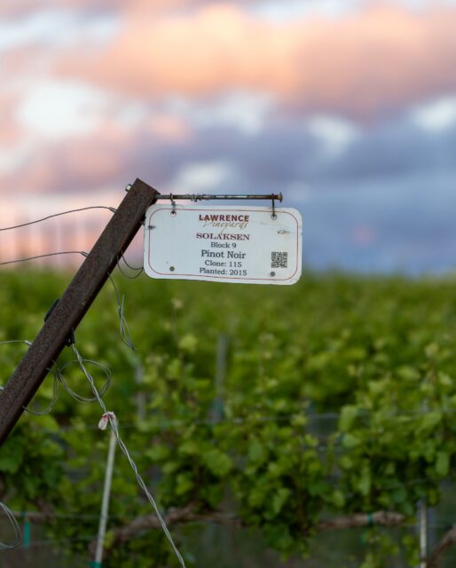Our 2025 Carbonic Pinot Noir comes from Solaksen Vineyard on the Royal Slope — a site celebrated for its warm days, cool nights, and ideal growing conditions, and home to our first-ever Pinot Noir planting.

How was this wine made?

Instead of crushing the grapes right away, we ferment whole grape clusters in a sealed tank filled with carbon dioxide. The berries actually begin fermenting from the inside before they’re pressed. That process creates really bright fruit flavors and a softer texture, giving the wine its juicy, fresh, easy-drinking personality.

Stop by this weekend for a taste! 🍷