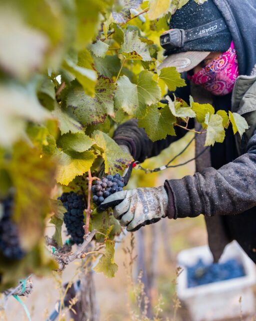 As an estate winery, July means we’re one step closer to our favorite season… harvest! 🍷