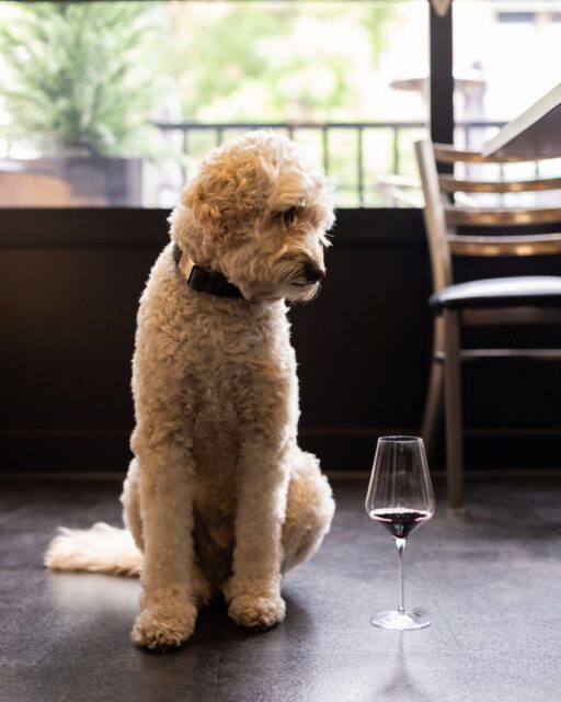 When the wine is calling but you don’t have thumbs. 😕

Did you know pups are welcome:
On patios at all Gård locations
Inside at Gård Woodinville
In suite F at Gård Public House Restaurant & Inn - Royal City
In the condo at Gård Estate Wines & Inn - Prosser 

Paws, pours, and good vibes 🐾🍷