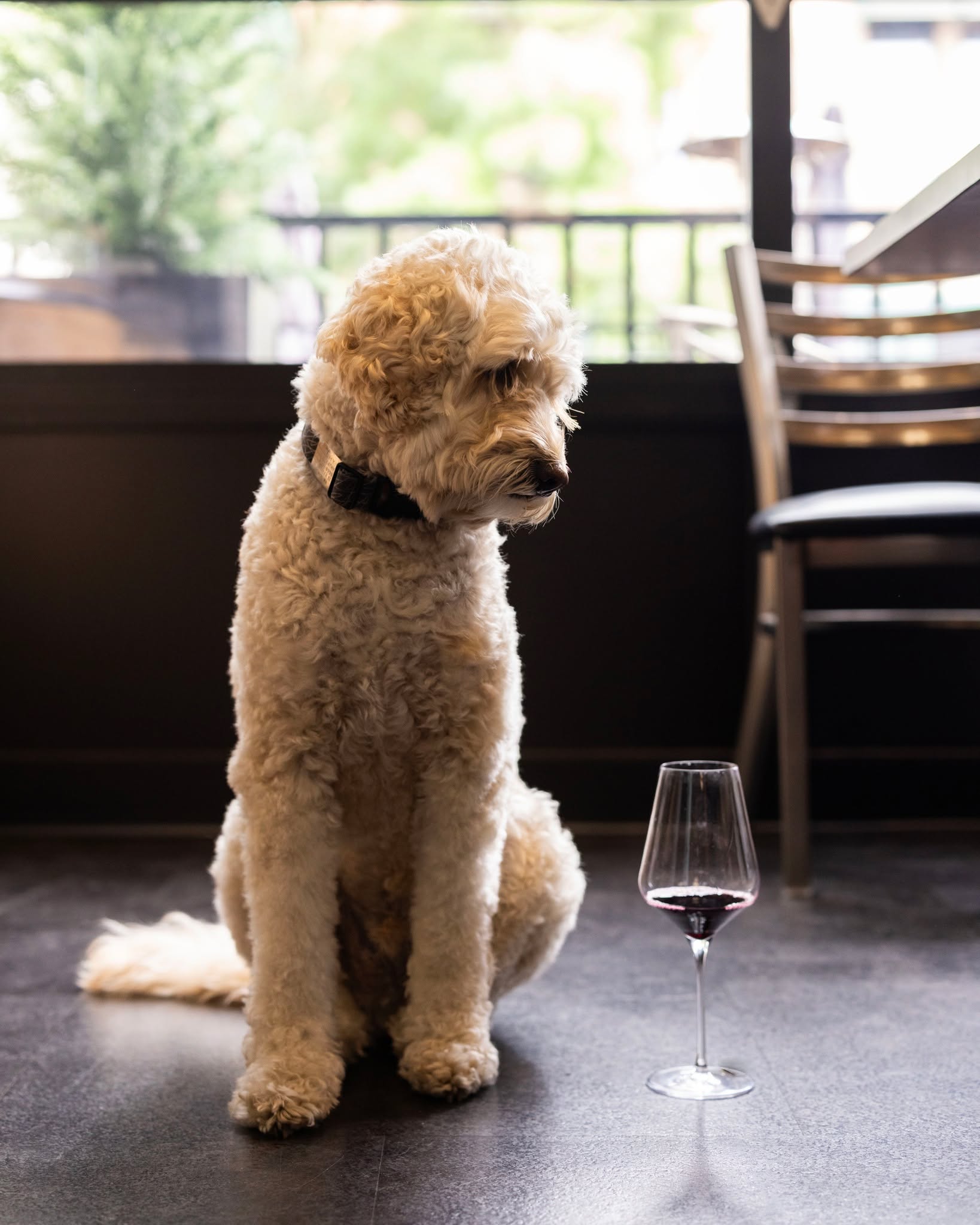 When the wine is calling but you don’t have thumbs. 😕

Did you know pups are welcome:
On patios at all Gård locations
Inside at Gård Woodinville
In suite F at Gård Public House Restaurant & Inn - Royal City
In the condo at Gård Estate Wines & Inn - Prosser 

Paws, pours, and good vibes 🐾🍷