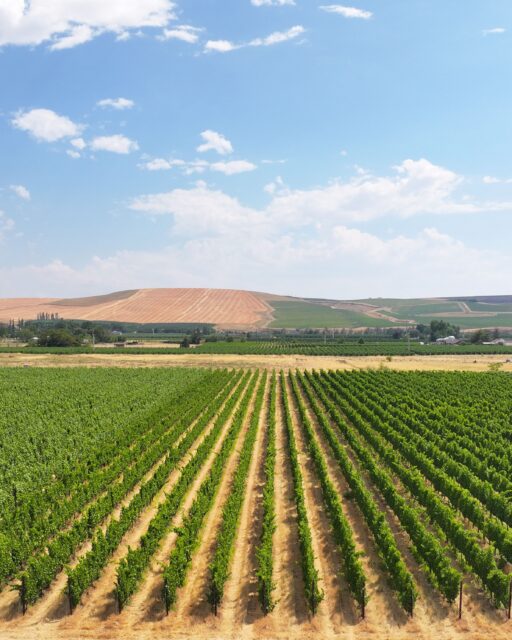 Rocks fans…this fall is going to be big!
The 2026 vines are looking amazing AND and we’re gearing up to release a full lineup of Gård “Rocks” wines, including Carignan and Shiraz, for the first time. Stay tuned.👀