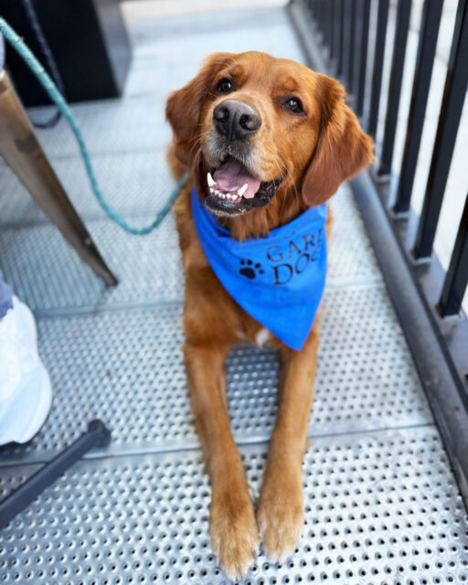 Roscoe came by for a visit — 10/10 good boy energy🐶
Pups are welcome on all Gård patios, plus inside at Gård Woodinville.
Bring your furry sidekick next time if the temps allow! 🙂