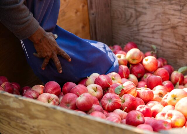 How do you like them apples? 🍎 These Lawrence Orchards beauties are Wildfire Galas grown right here on the Royal Slope and picked with care!