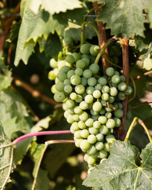 Roussanne and Vermentino showing off at Corfu Crossing Vineyard!