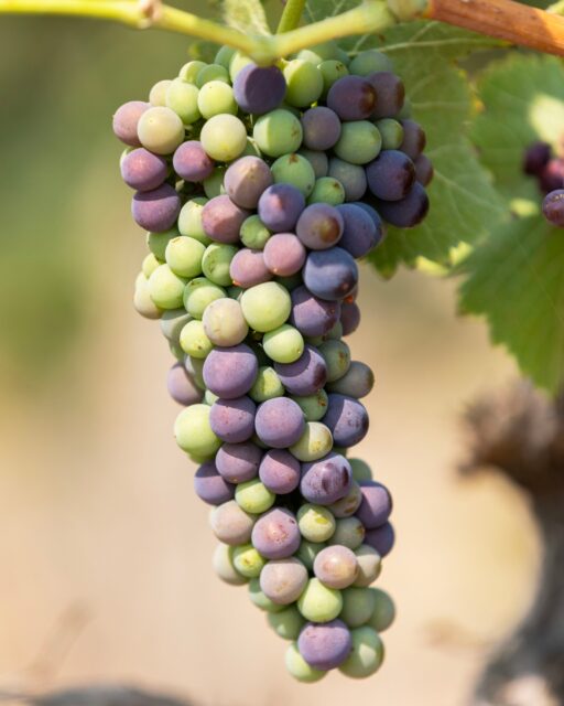 Veraison, Explained: The color change gets all the attention, but veraison is so much more than purple grapes. Sugar builds, acidity drops, flavors develop, and the countdown to harvest begins.
We break down what’s happening inside the berry and why it matters on the blog.
www.gardwine.com/blog