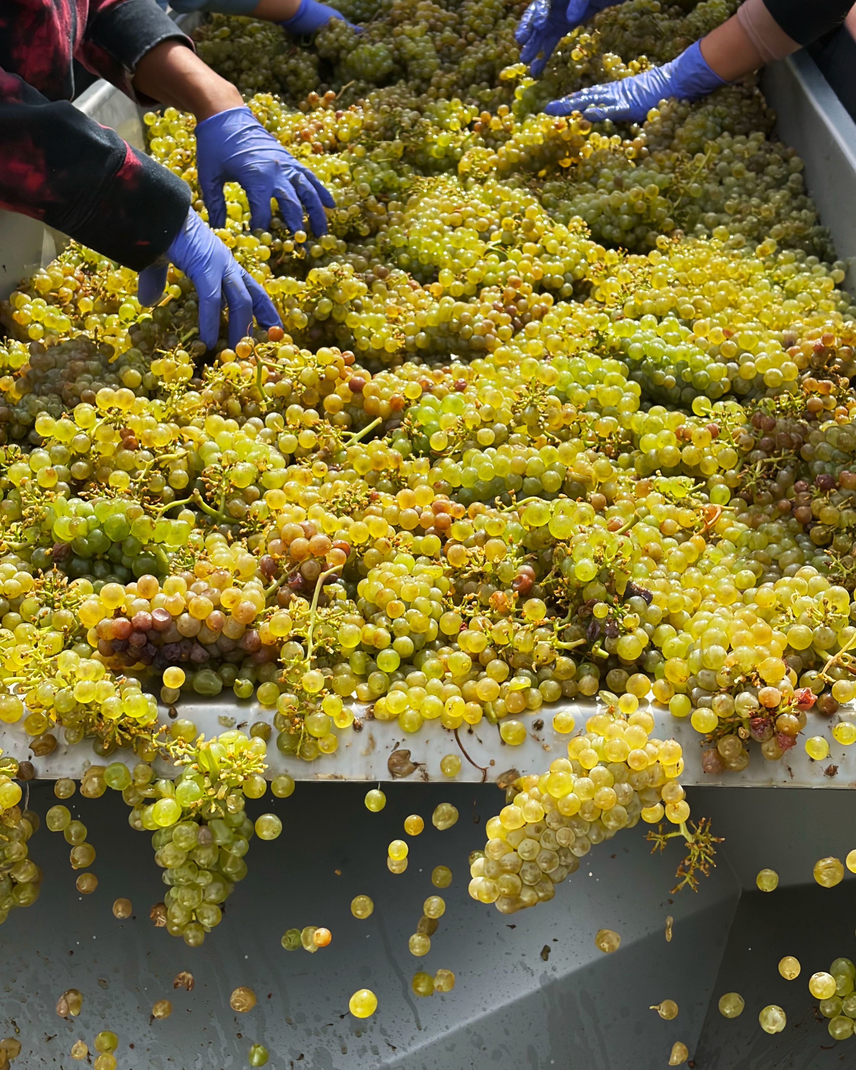 Harvest has begun and we’ve got our hands full!
#chardonnay #harvest2026
@lawrencevineyards @connerleevineyard