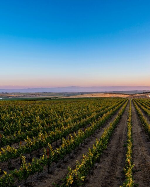 When the sun hits the vines just right... @solaksenvineyard looking gorgeous at golden hour!