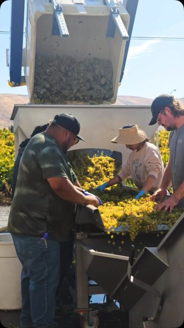 Sort, destem, crush, to the tank! @connerleevineyard Sauvignon Blanc!