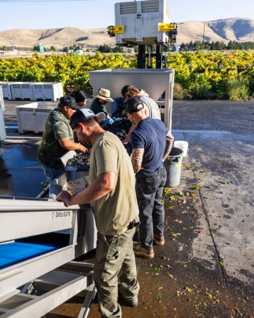 #harvest2026 is in full swing!🍇 #cabernetfranc