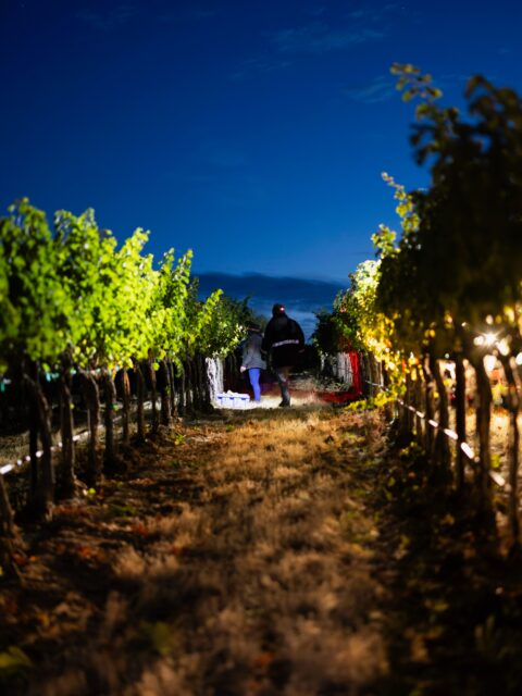 Chardonnay harvest at La Reyna Blanca started long before sunrise — our vineyard team was out there at 4 a.m., picking by headlamp and filling the bins to the sound of a blend of Latin music. Their work is the heartbeat of everything we do. There’s no wine without them, and we’re endlessly grateful.🙏

La Reyna Blanca translates to “the white queen,” a nod to the Royal Slope and the unique clonal selections that define the white varieties grown on this site.