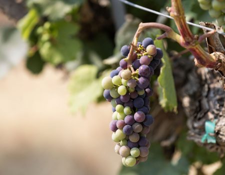 Malbec (2)