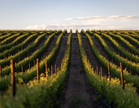 Solaksen Vineyard_May 2026